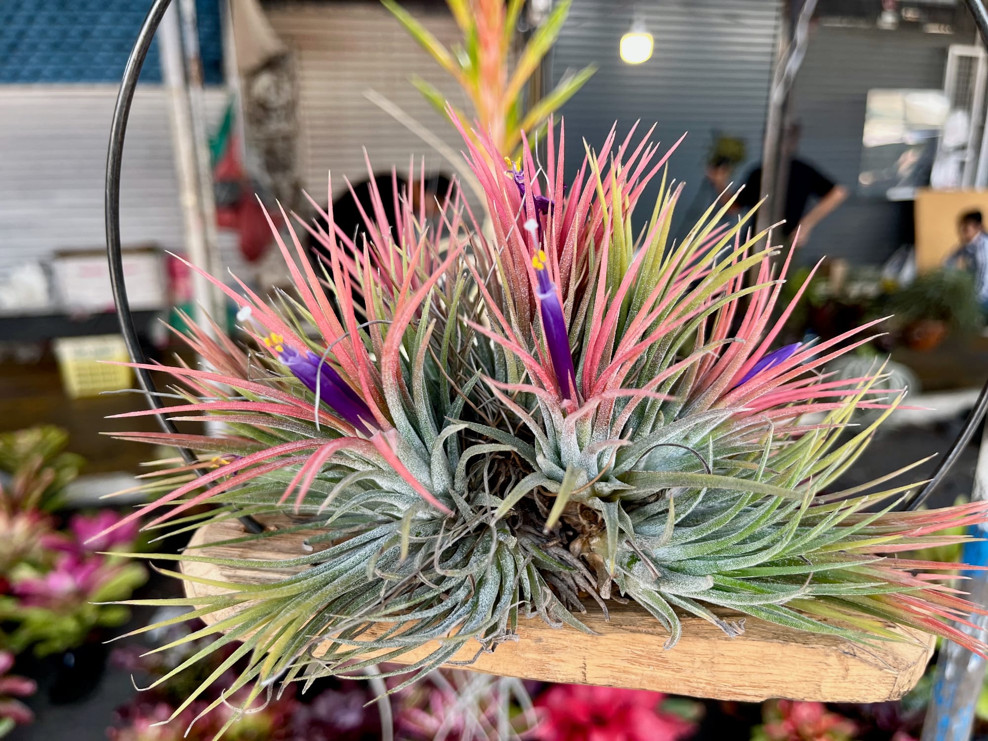 198 - Chatuchak this week